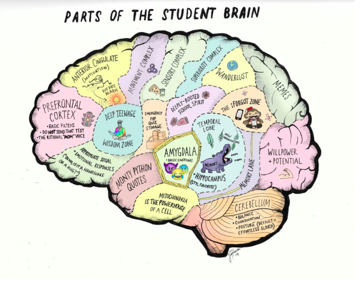 The Teenage Brain 